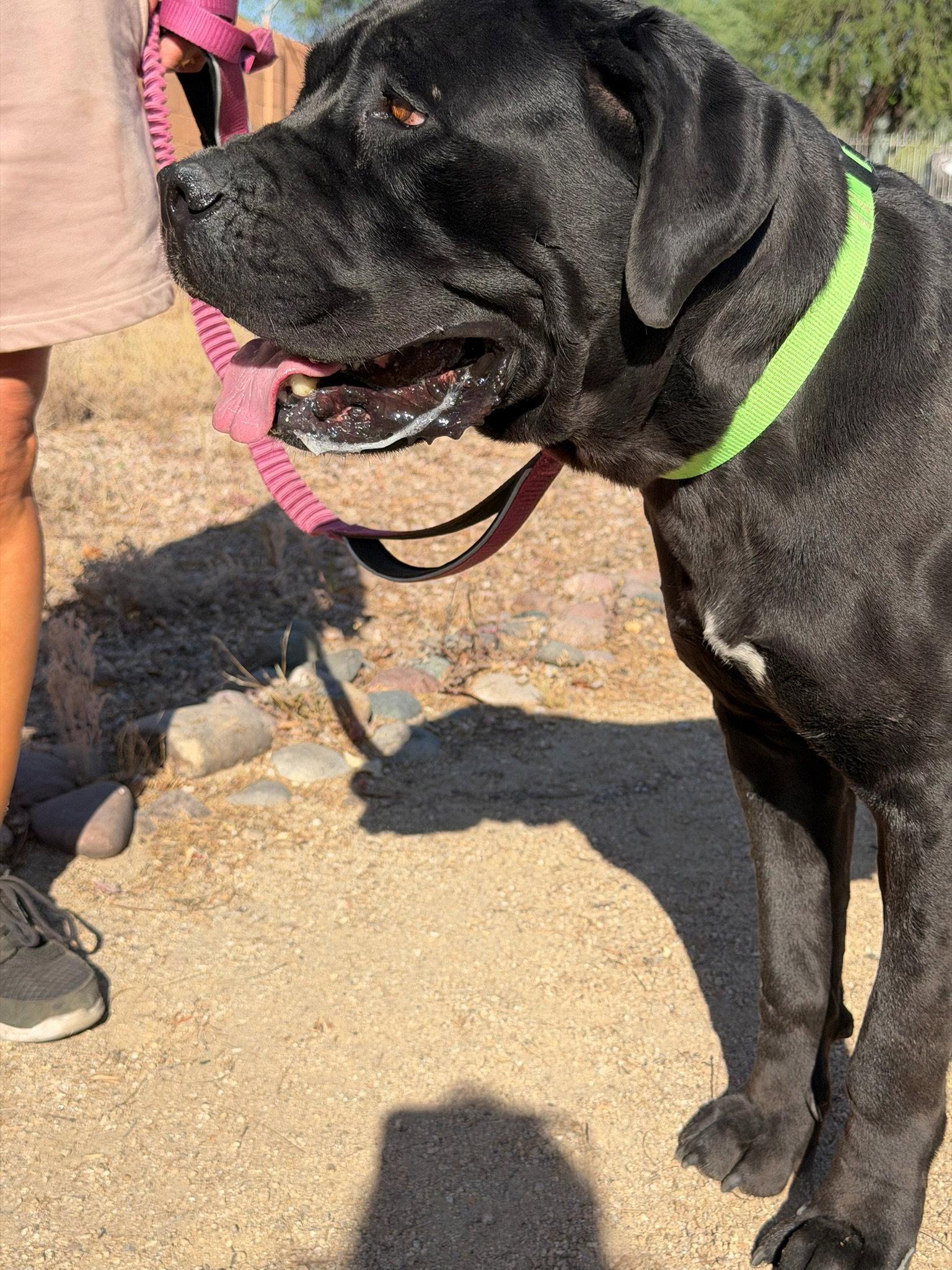 Beauty, a Adoptable Cane Corso in Glendale, AZ image 1/2