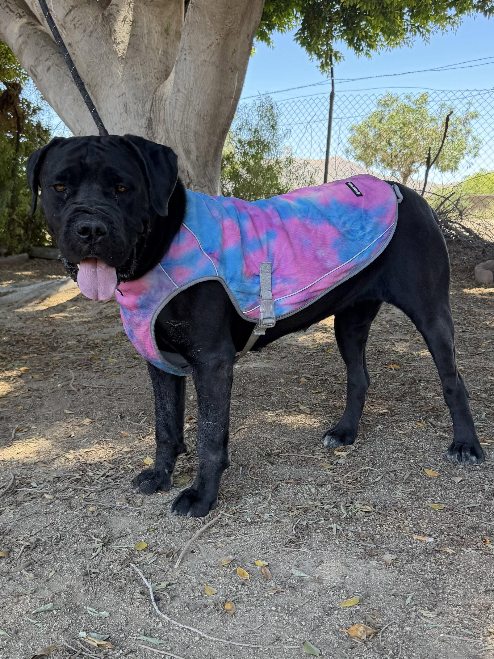 Enlarge Beauty, a Adoptable Cane Corso in Glendale, AZ image 2/3