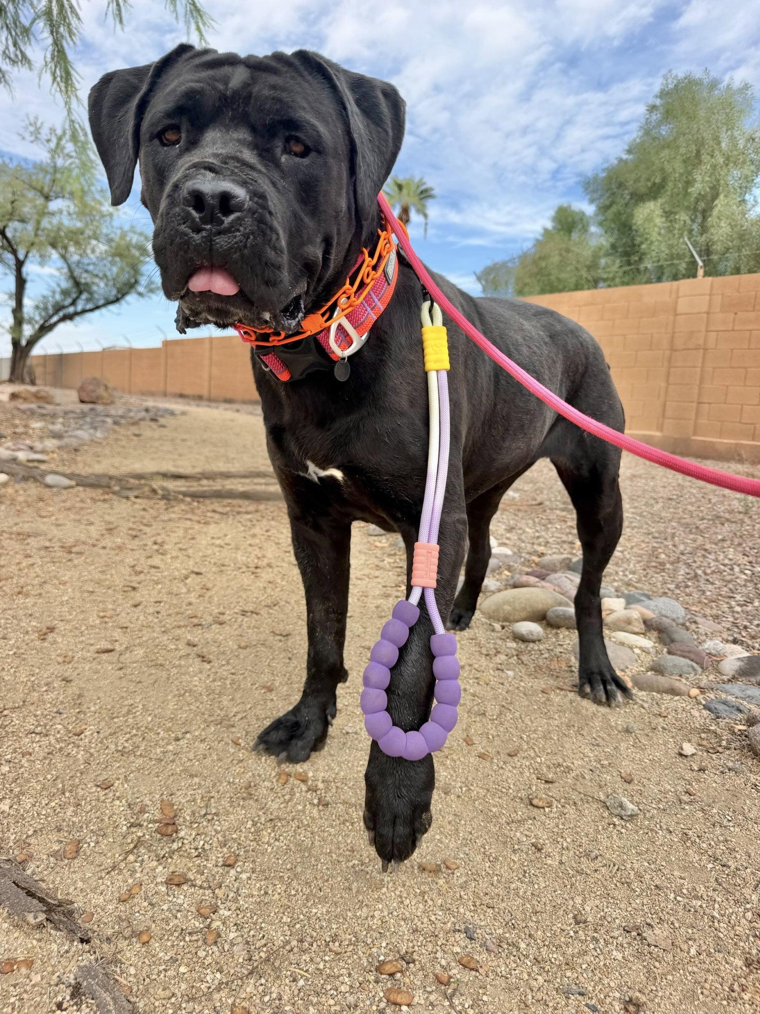 Enlarge Beauty, a Adoptable Cane Corso in Glendale, AZ image 3/3
