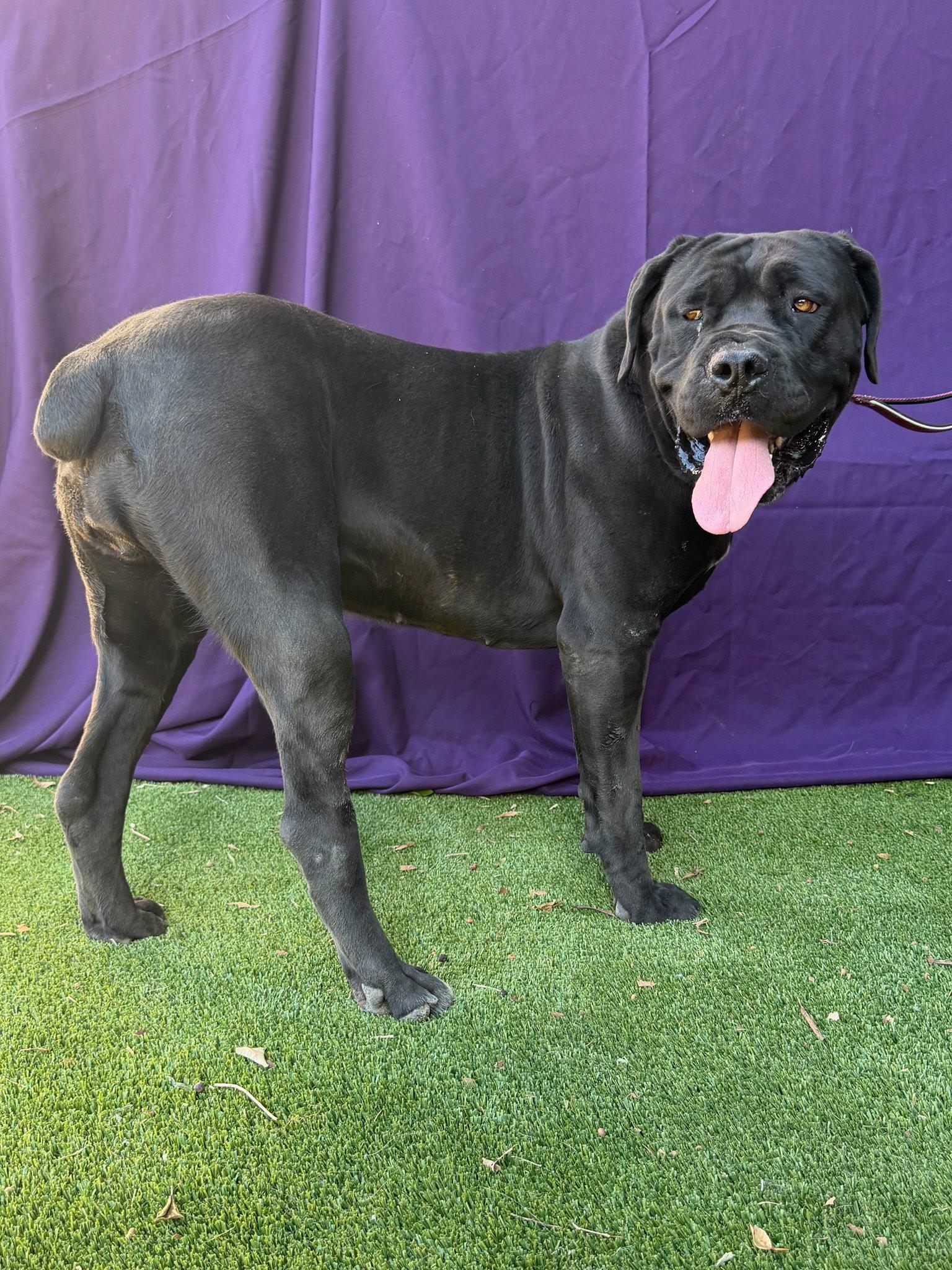 Beauty, a Adoptable Cane Corso in Glendale, AZ image 2/2