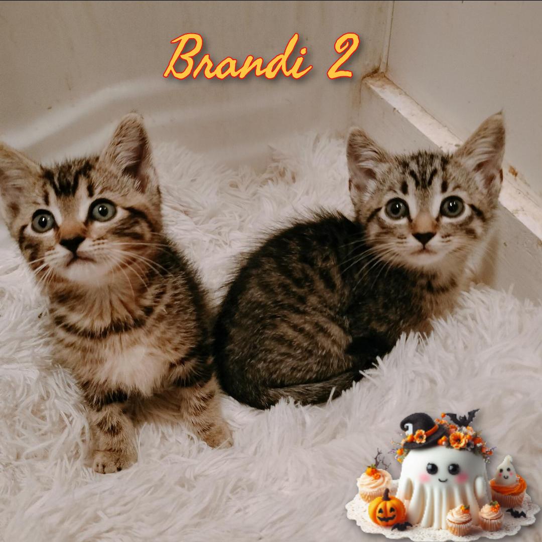Enlarge Brandi 2, a Adoptable Domestic Short Hair in Corinth, NY image 1/1