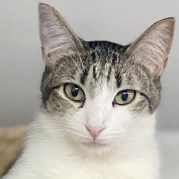 Shygirl, Adoptable, Adult Female Domestic Short Hair.