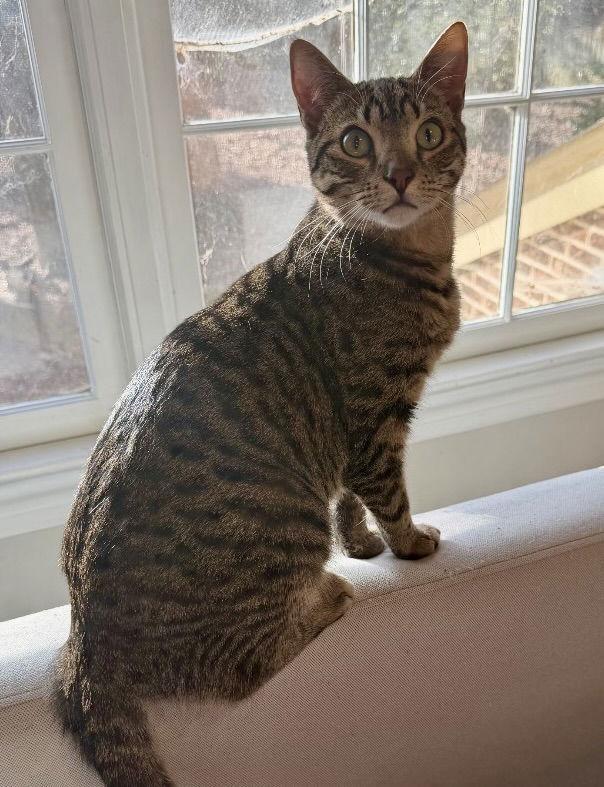 Drax, Adoptable, Young Male Tabby & Domestic Short Hair.