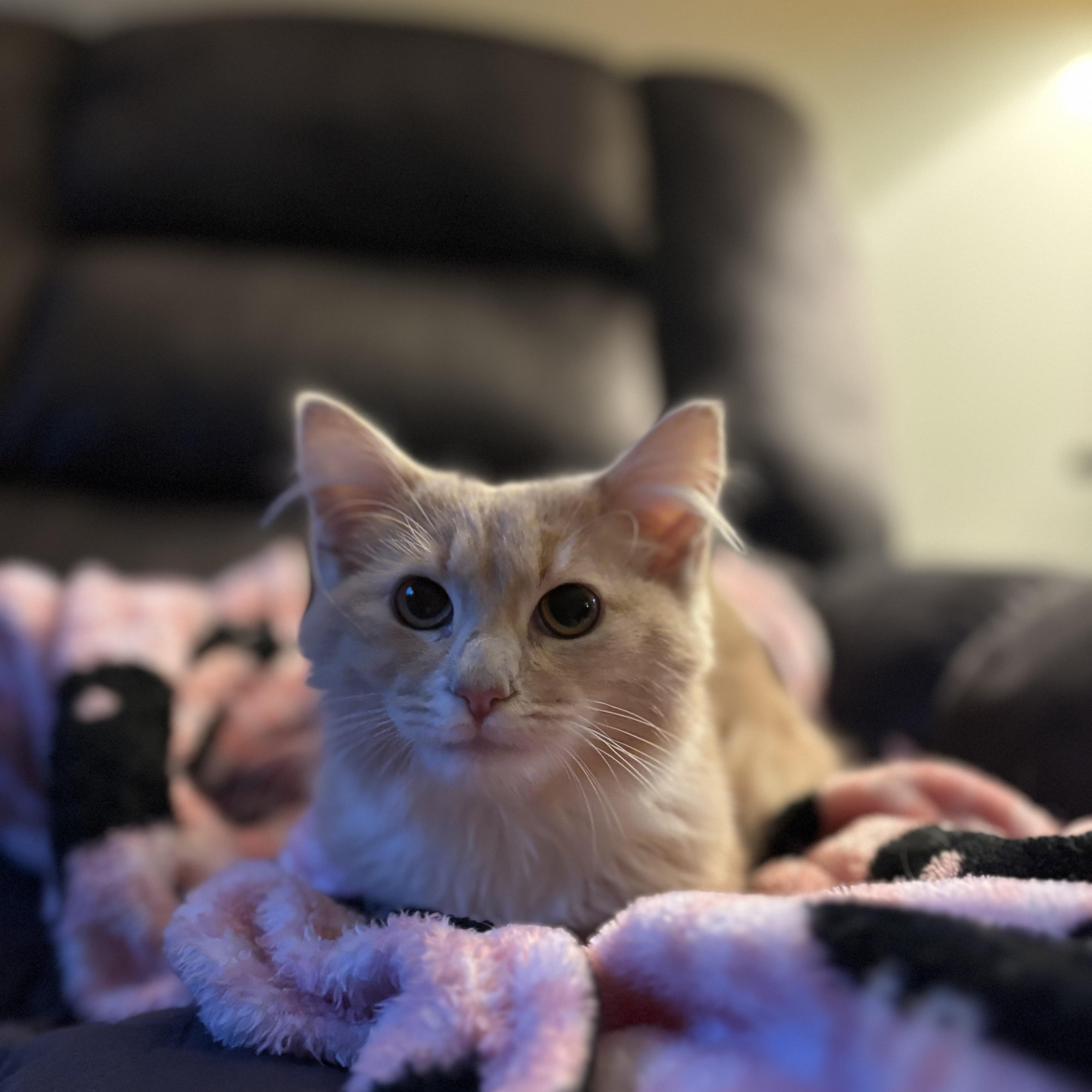 Enlarge Mango, a Adoptable Domestic Medium Hair in Bear, DE image 4/5