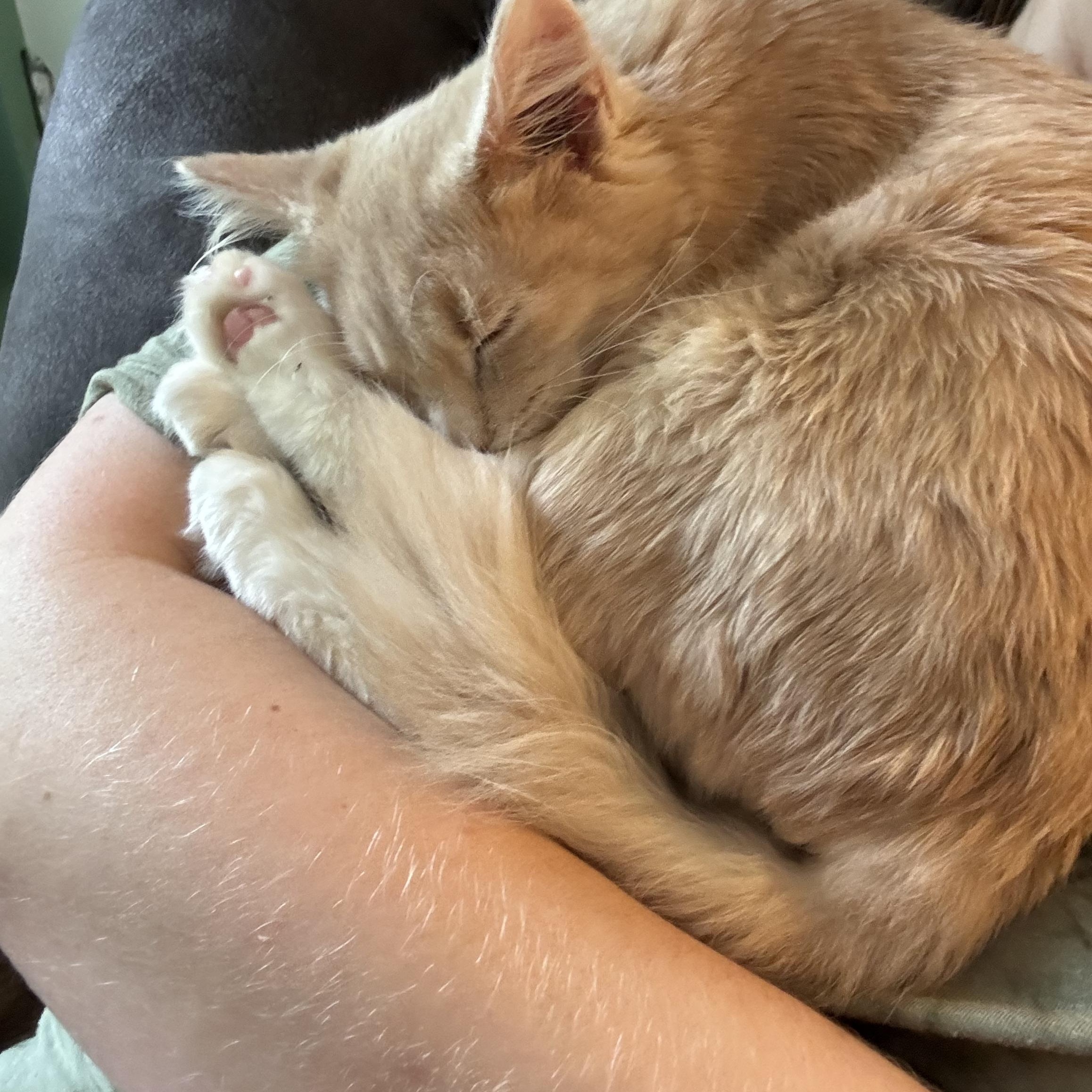 Enlarge Mango, a Adoptable Domestic Medium Hair in Bear, DE image 3/5