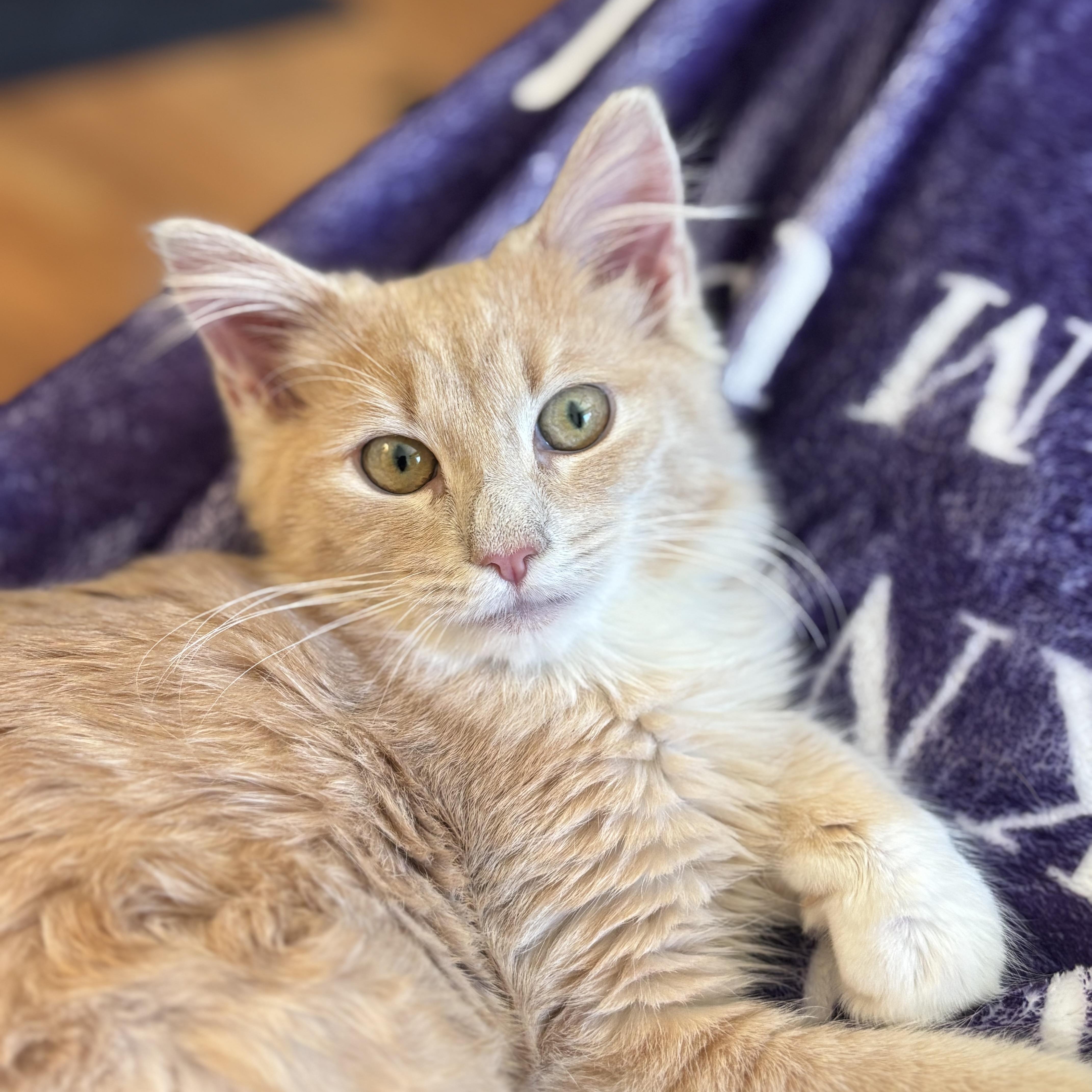 Enlarge Mango, a Adoptable Domestic Medium Hair in Bear, DE image 1/5