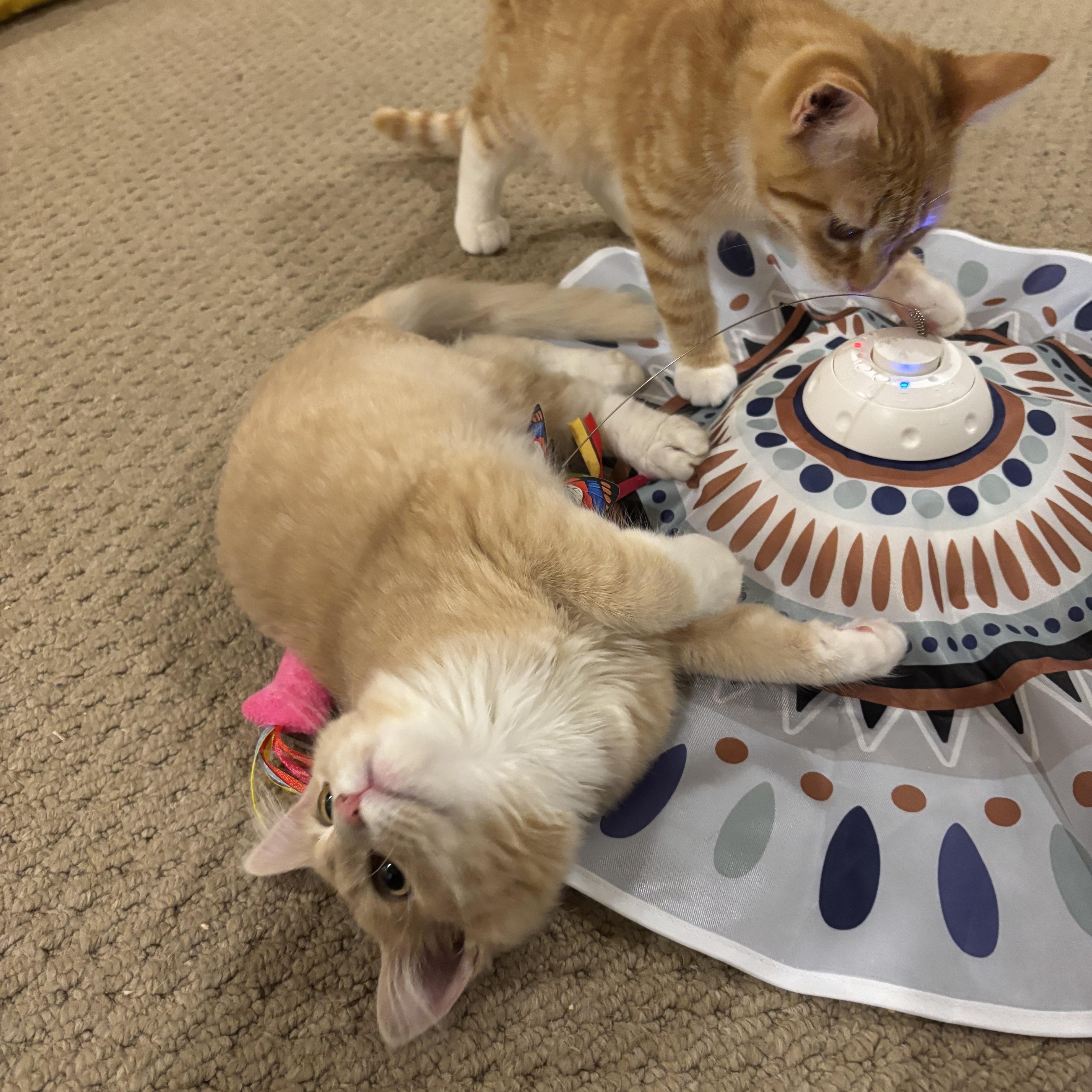 Enlarge Mango, a Adoptable Domestic Medium Hair in Bear, DE image 5/5