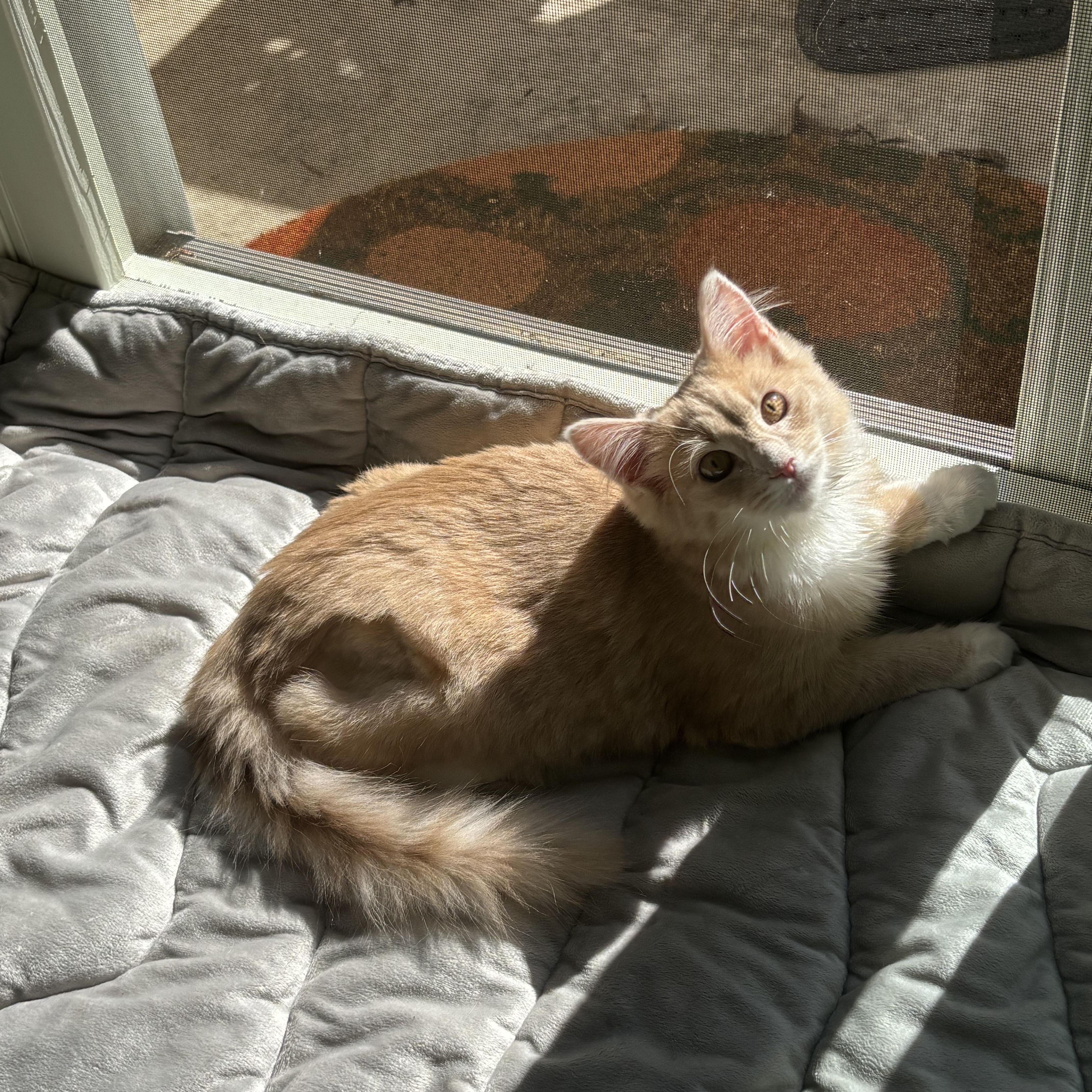 Mango, Adoptable, Young Female Domestic Medium Hair.