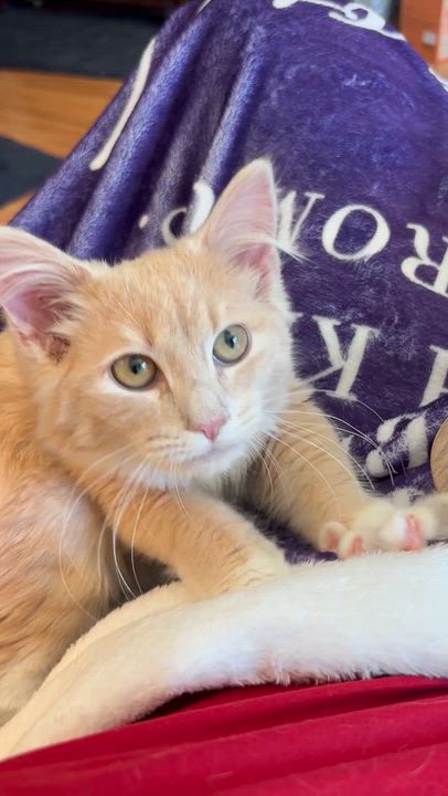 Enlarge Mango, a Adoptable Domestic Medium Hair in Bear, DE video 2/5