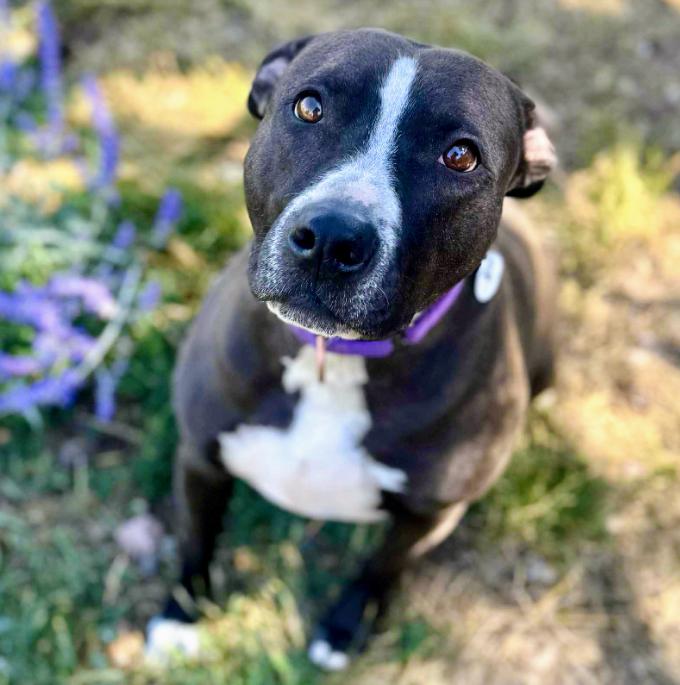 Haven, an adoptable Pit Bull Terrier, Mixed Breed in Mead, CO, 80542 | Photo Image 1