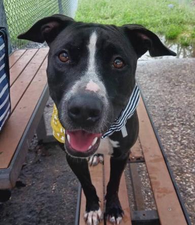 Haven, an adoptable Pit Bull Terrier, Mixed Breed in Mead, CO, 80542 | Photo Image 2