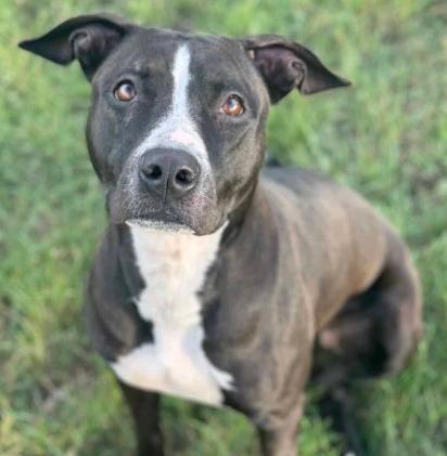 Haven, an adoptable Pit Bull Terrier, Mixed Breed in Mead, CO, 80542 | Photo Image 3