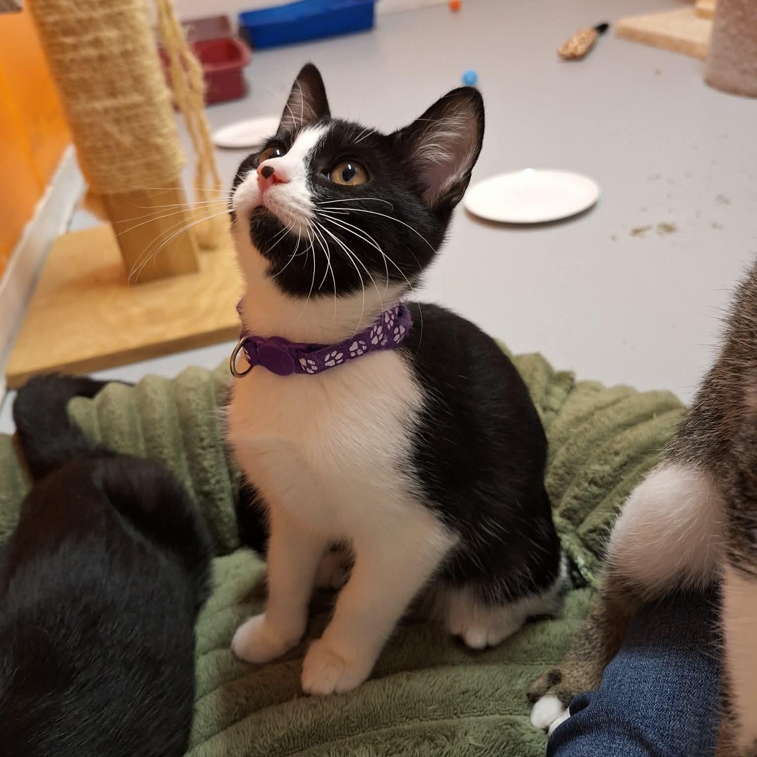 Mochi, Adoptable, Kitten Female Domestic Short Hair.