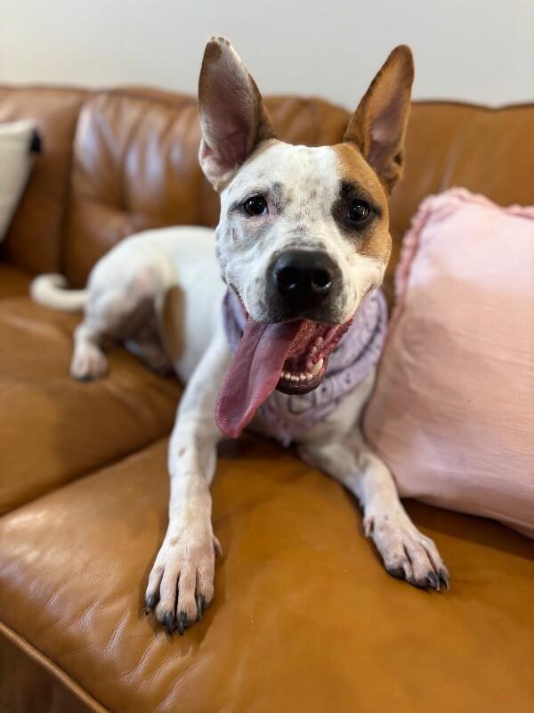 Lex zoom baby bouncy paws — thumbnail 3