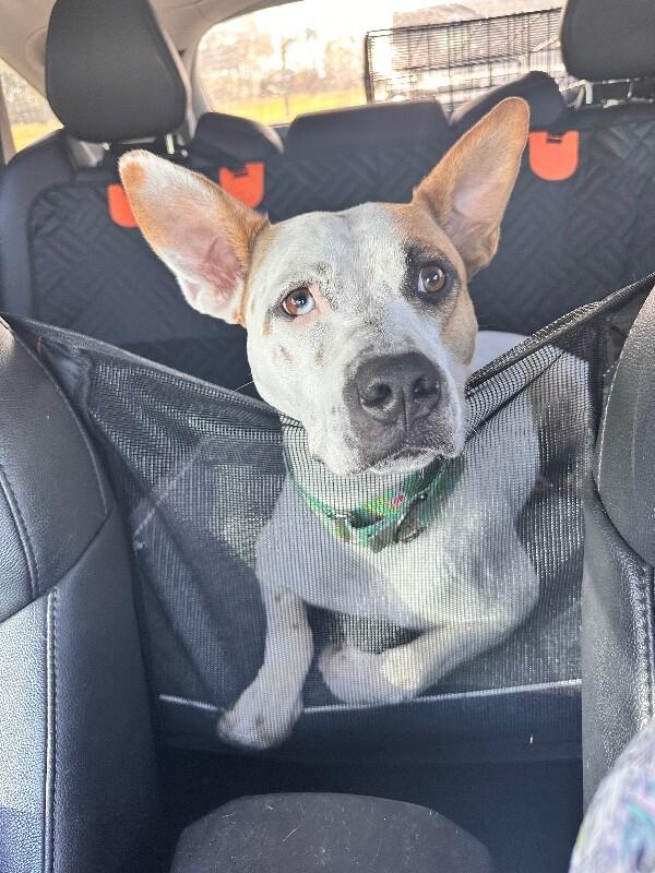 Lex zoom baby bouncy paws — thumbnail 4