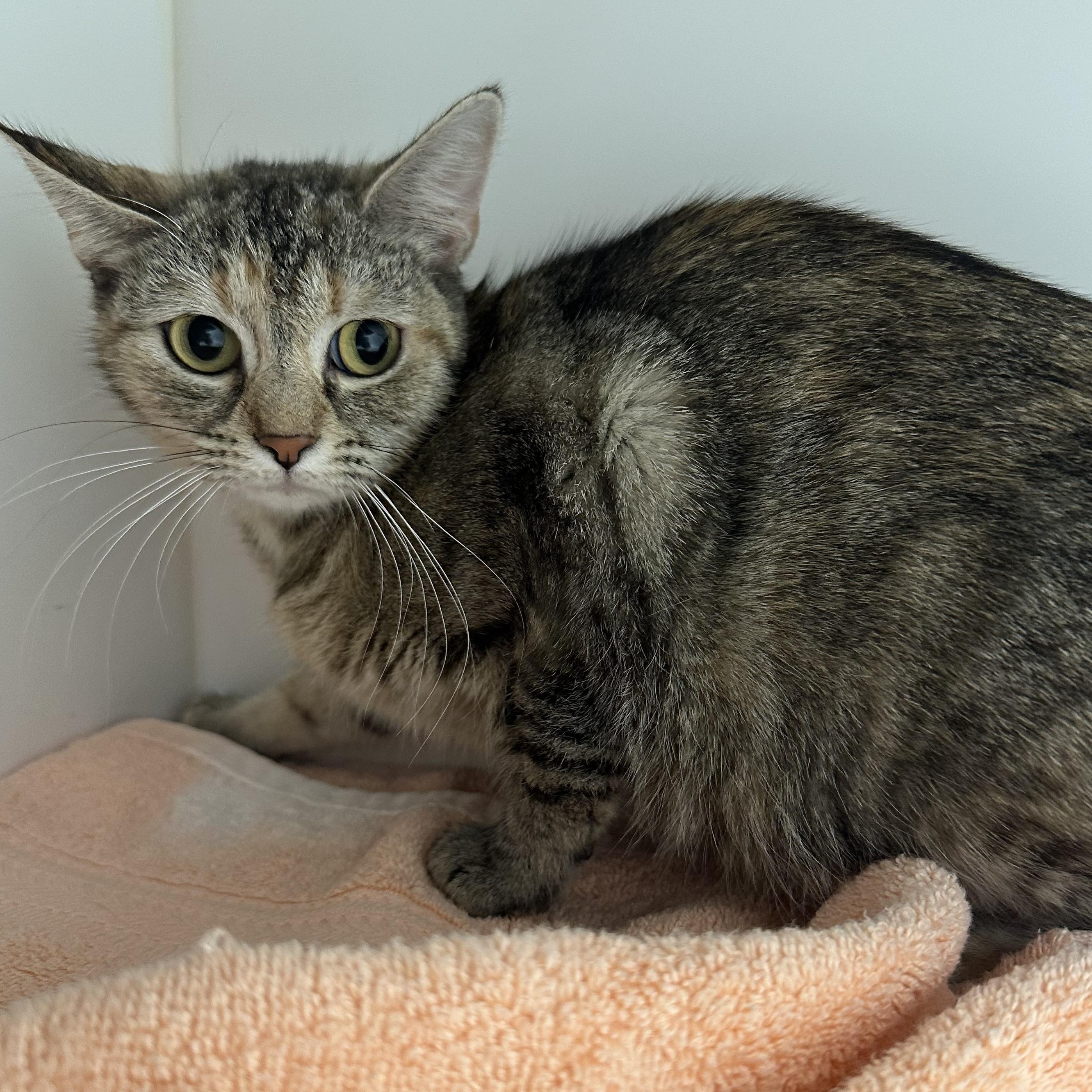Pepper (ID 51940), ADOPTABLE, Young Female Domestic Short Hair.