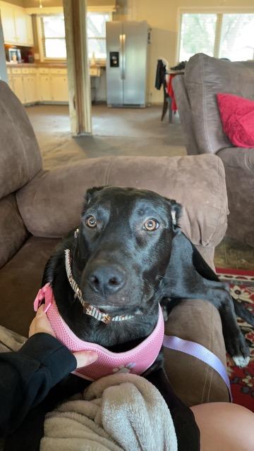 Frankie, Adopted, Adult Female Labrador Retriever.