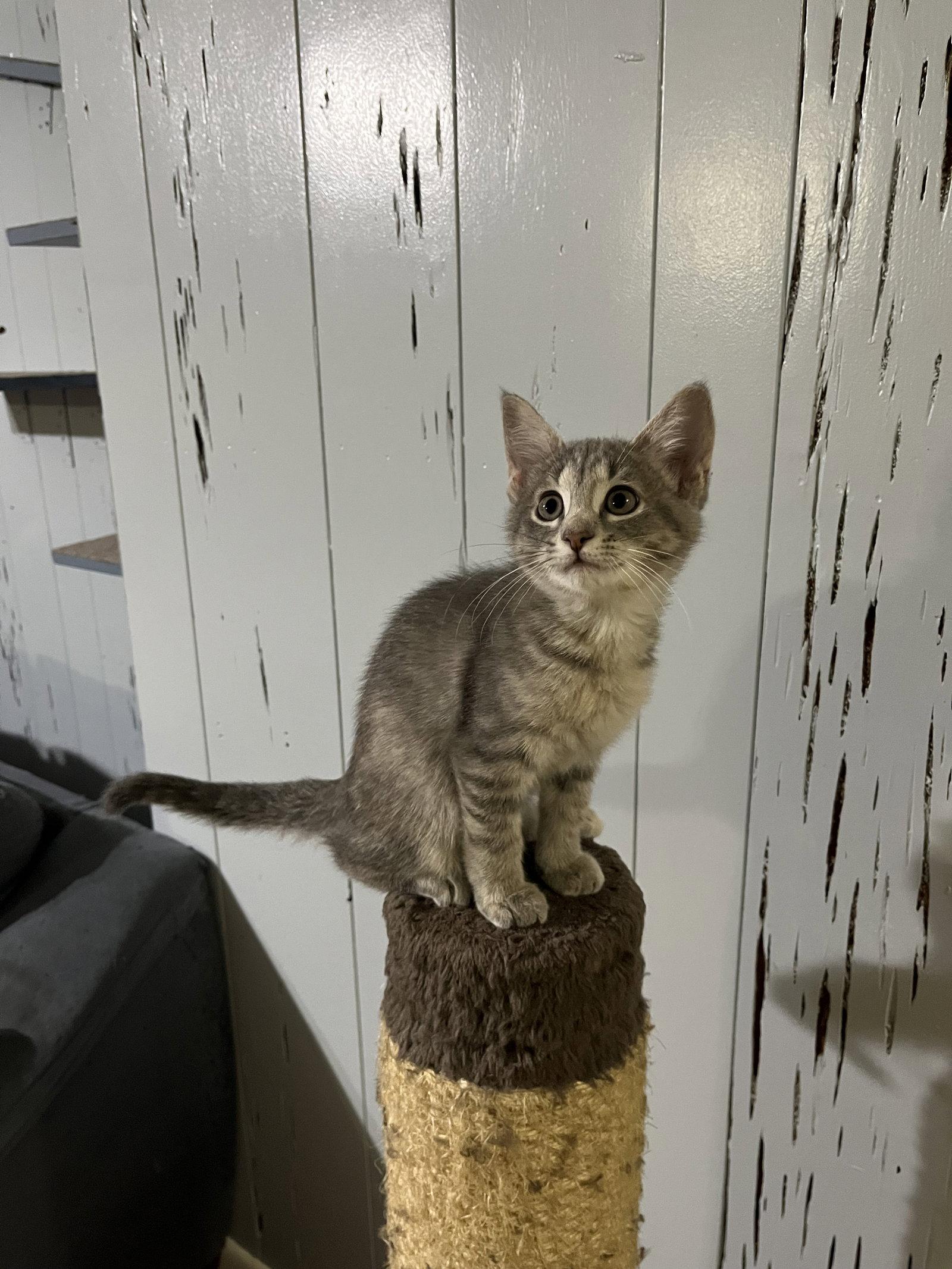 Jorts, Adoptable, Young Male Domestic Short Hair.