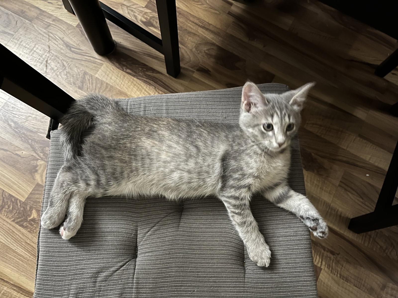Enlarge Jorts, a Adoptable Domestic Short Hair in McKinney, TX image 3/3