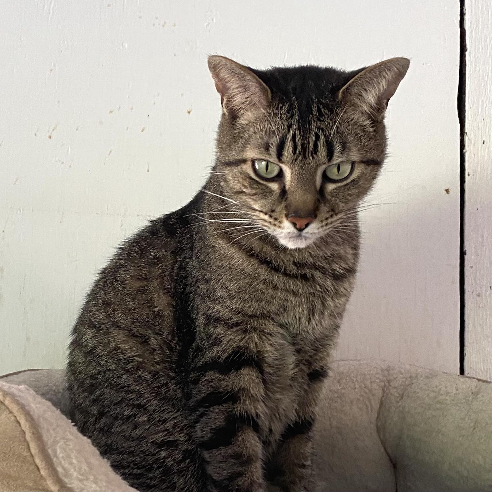 Connor, a Adoptable Tabby in Stanstead, QC image 1/5