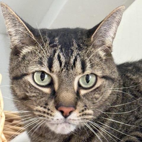 Connor, Adoptable, Adult Male Tabby.