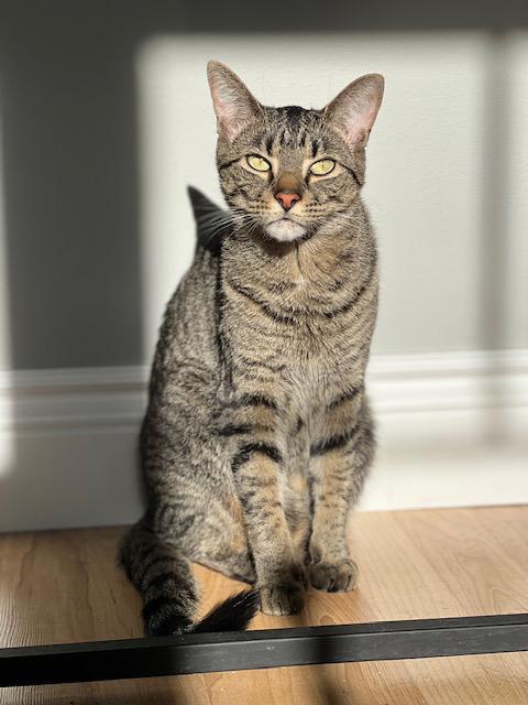 Enlarge Conner, a Adoptable Tabby in Stanstead, QC image 6/6
