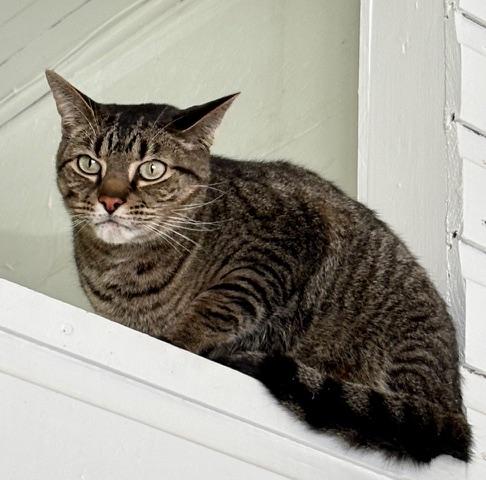 Enlarge Connor, a Adoptable Tabby in Stanstead, QC image 4/6