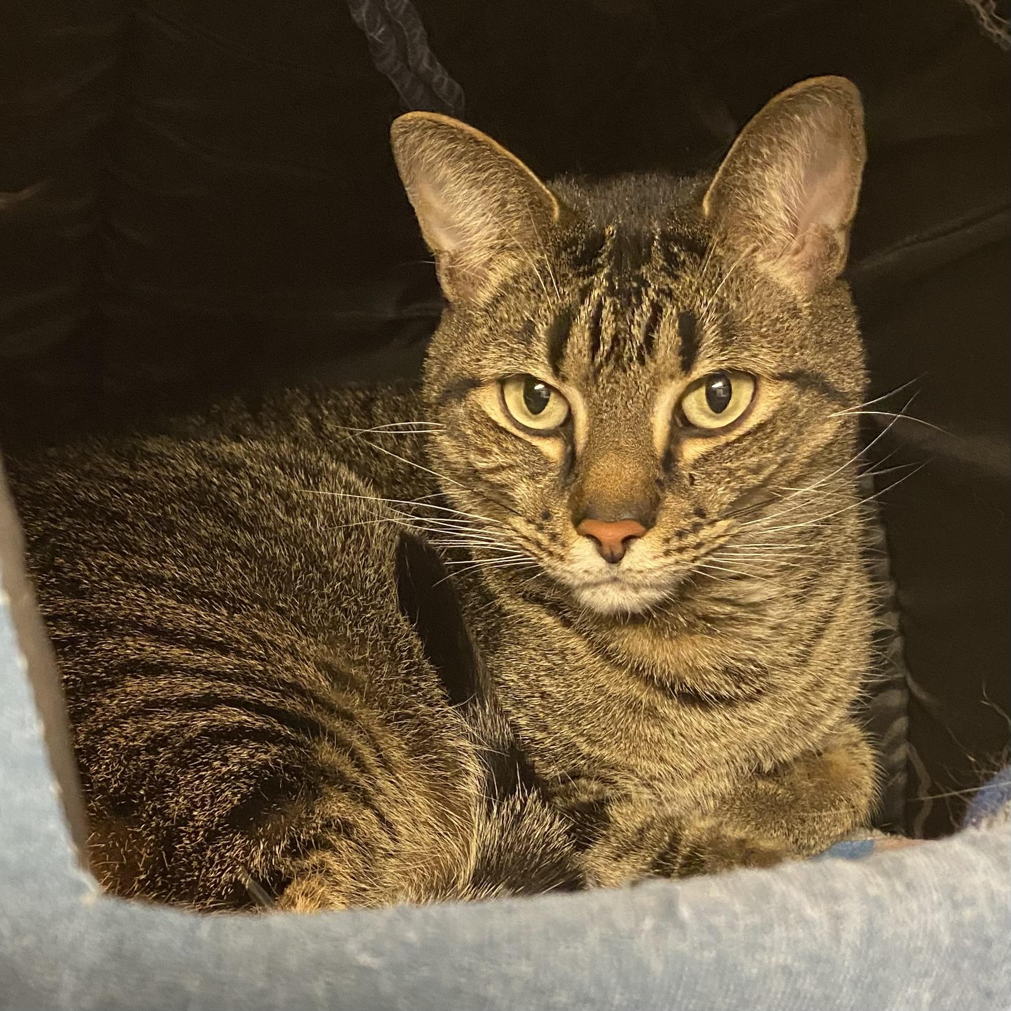 Enlarge Connor, a Adoptable Tabby in Stanstead, QC image 5/6