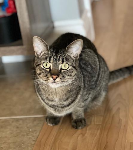 Enlarge Conner, a Adoptable Tabby in Stanstead, QC image 3/6