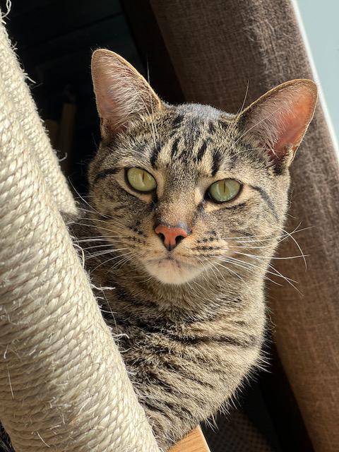 Enlarge Conner, a Adoptable Tabby in Stanstead, QC image 5/6