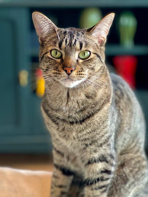 Enlarge Conner, a Adoptable Tabby in Stanstead, QC image 2/6