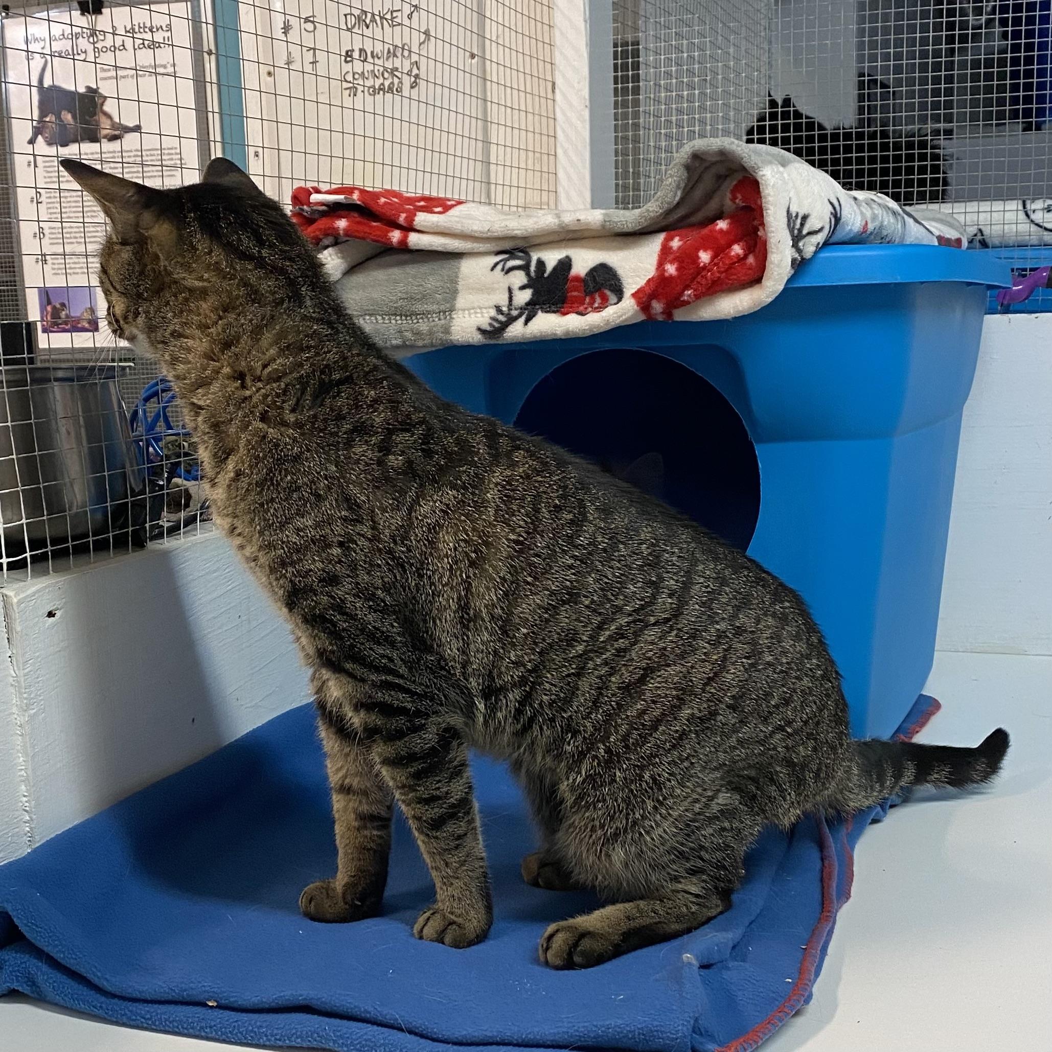 Enlarge Connor, a Adoptable Tabby in Stanstead, QC image 6/6