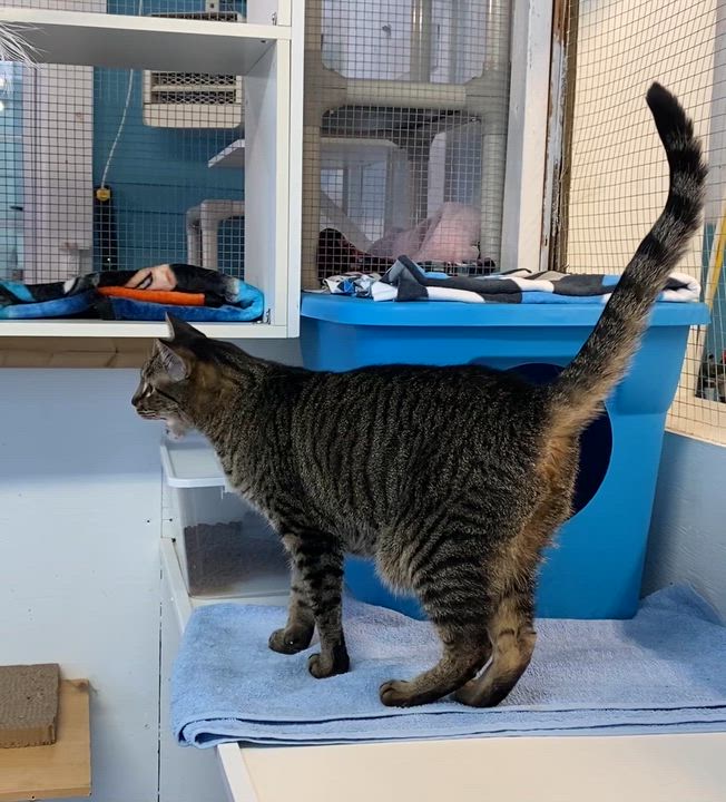 Enlarge Connor, a Adoptable Tabby in Stanstead, QC video 2/6
