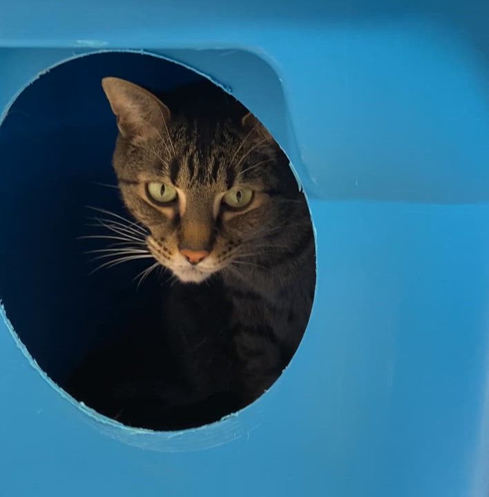 Enlarge Connor, a Adoptable Tabby in Stanstead, QC video 3/6