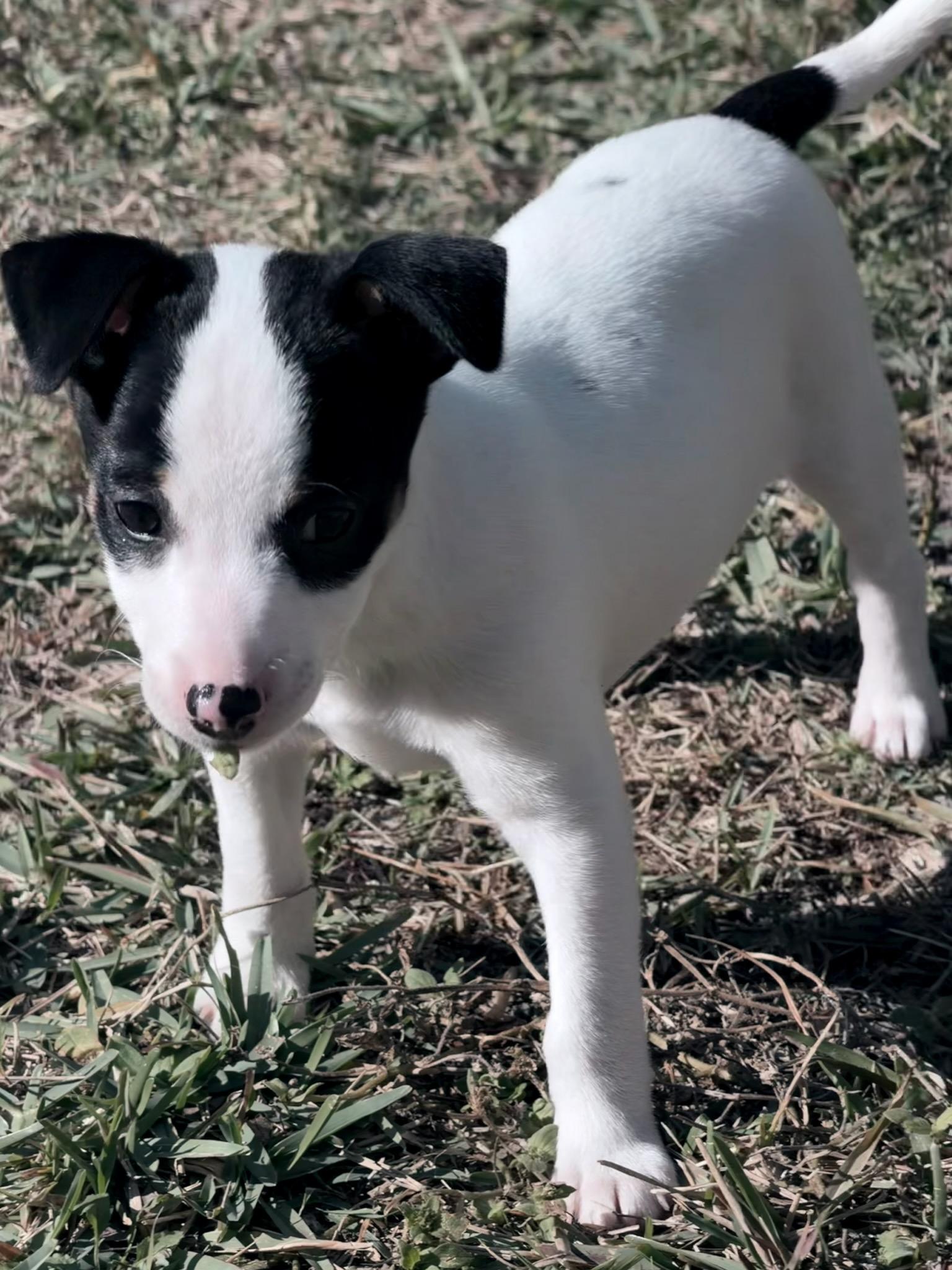 Enlarge Mickey, a ADOPTABLE mixed breed in Oviedo, FL image 4/4
