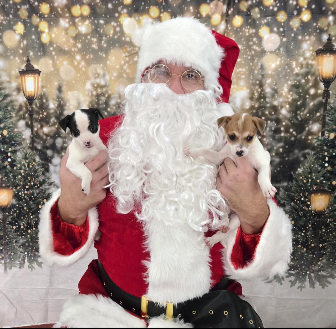 Enlarge Mickey, a ADOPTABLE mixed breed in Oviedo, FL image 1/4