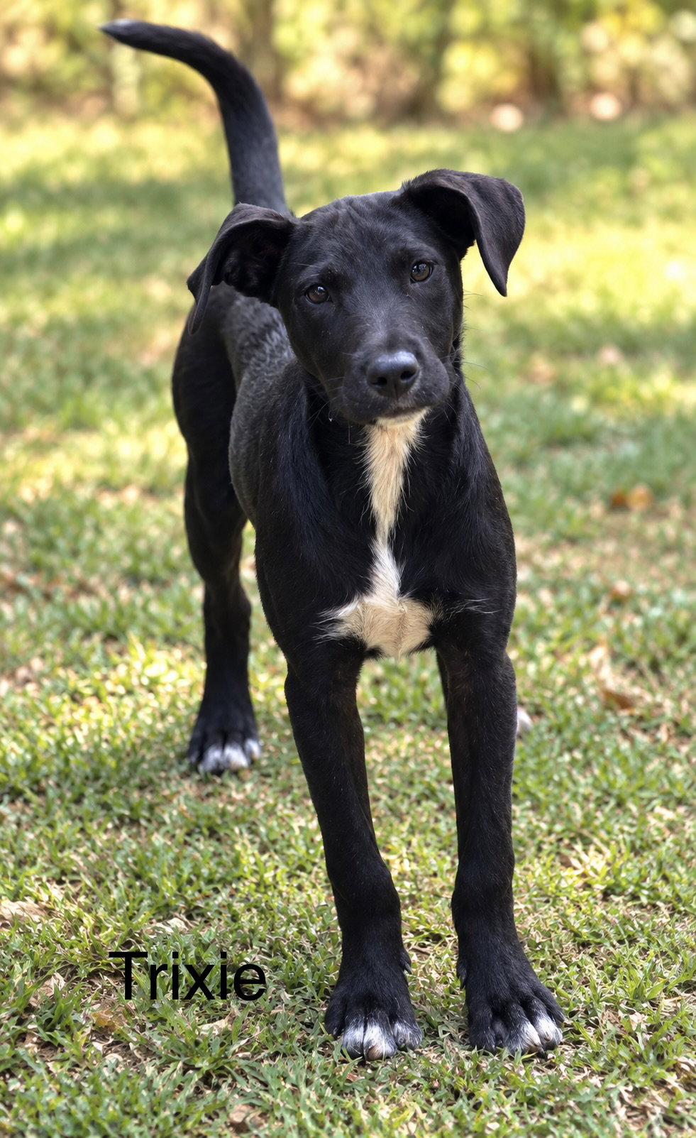 Trixie 7 months old AVA 9/30, Adoptable, Young Female Labrador Retriever.