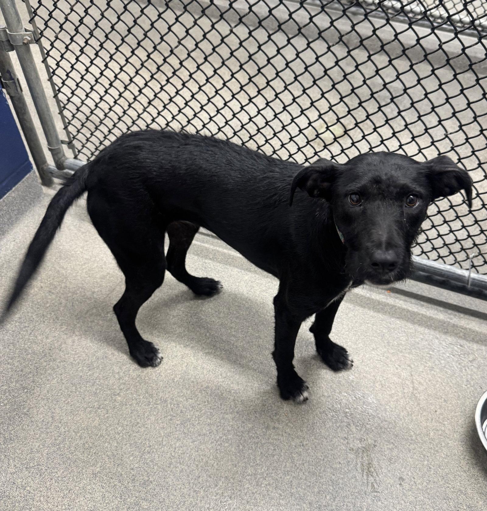 Enlarge Trixie 7 months old AVA 9/30, a Adoptable Labrador Retriever in Sterling, MA image 2/2