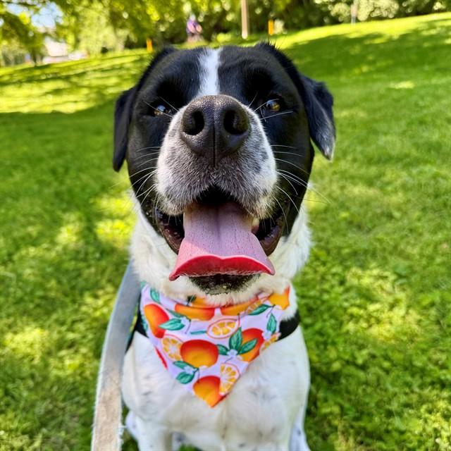 SILAS, Adoptable, Adult Male Pit Bull Terrier & Mixed Breed.