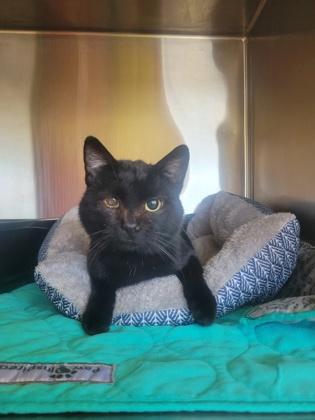 Enlarge Harry, an adopted Domestic Short Hair in McCall, ID image 1/1