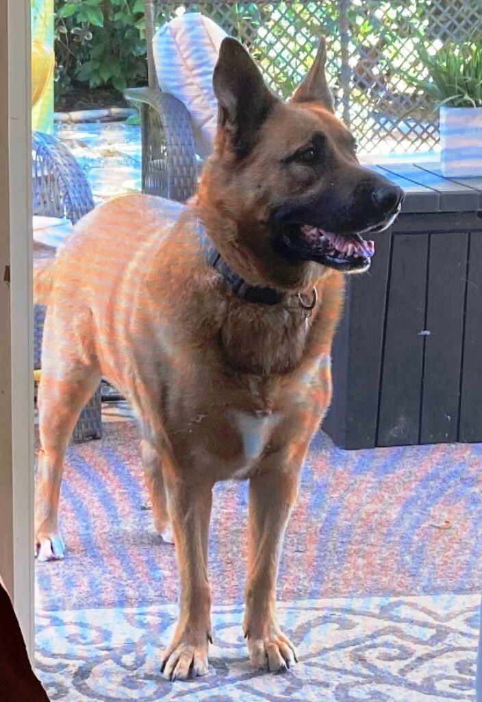 Leo, Adoptable, Adult Male German Shepherd Dog & Belgian Shepherd / Malinois.