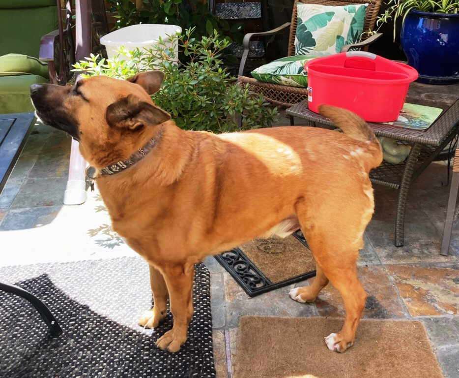 Leo, a Adoptable mixed breed in Pleasant Grove, CA image 2/8