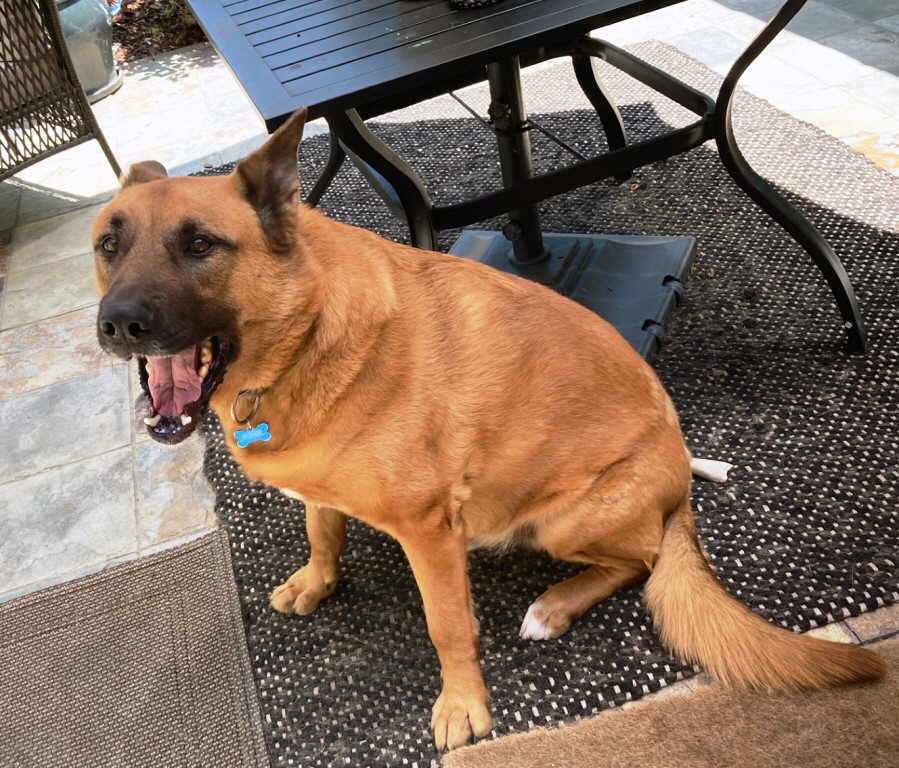 Leo, a Adoptable mixed breed in Pleasant Grove, CA image 3/8