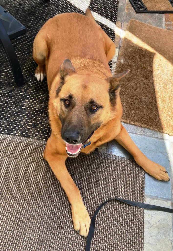 Leo, a Adoptable mixed breed in Pleasant Grove, CA image 4/8