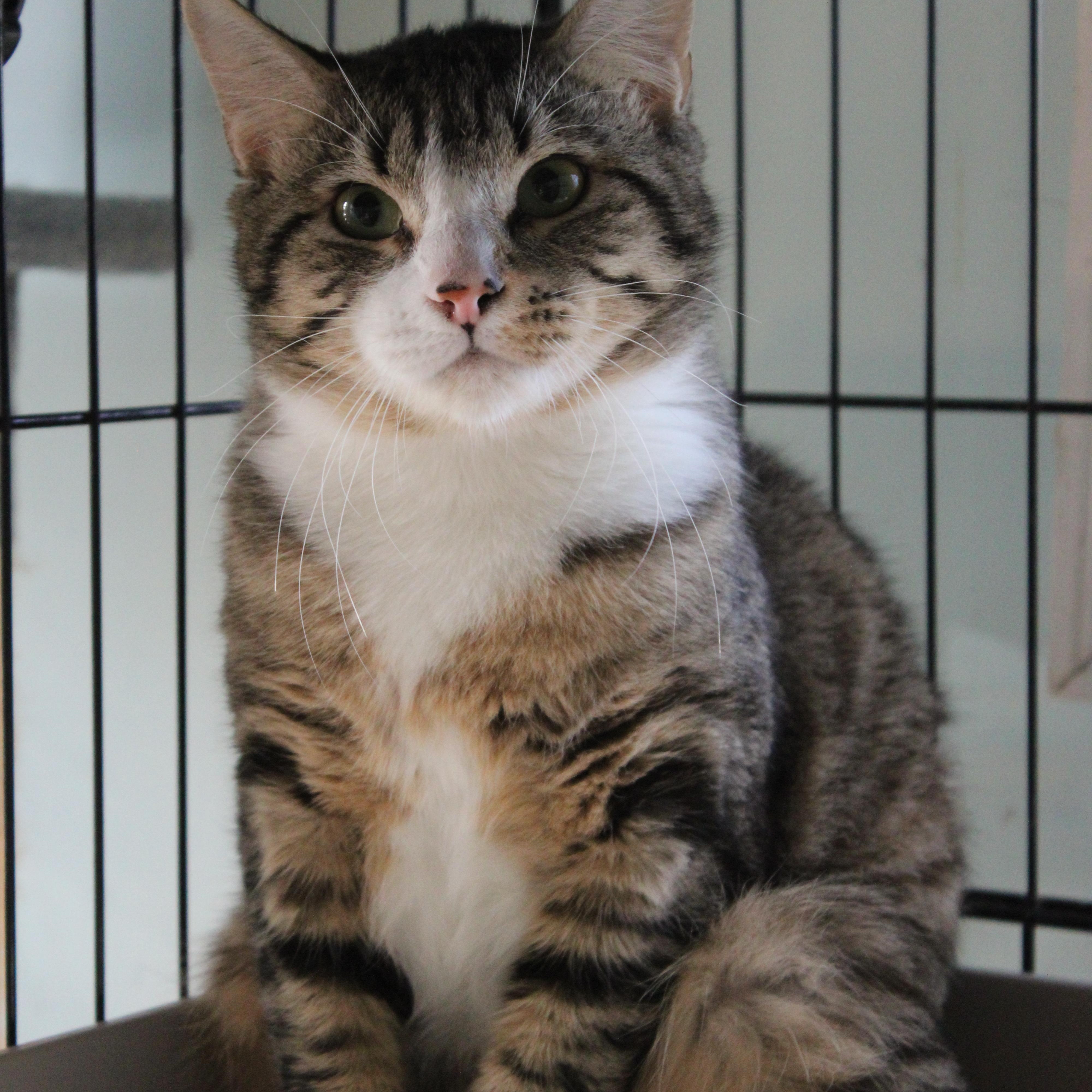 Enlarge Marlon, a ADOPTABLE Domestic Short Hair in Heathsville, VA image 1/1