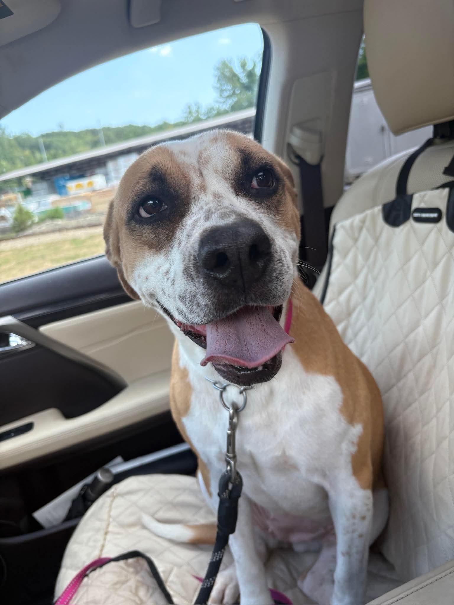 Gemma, a Adoptable Mixed Breed in Jackson , NJ image 2/3