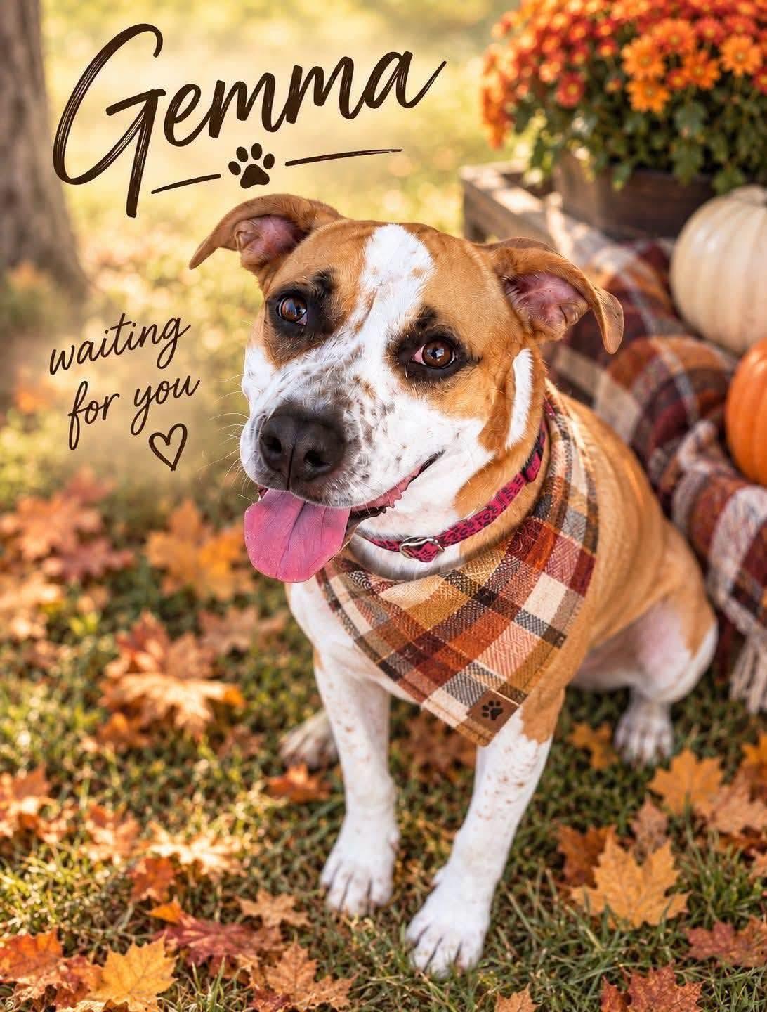 Gemma, Adoptable, Young Female Mixed Breed.