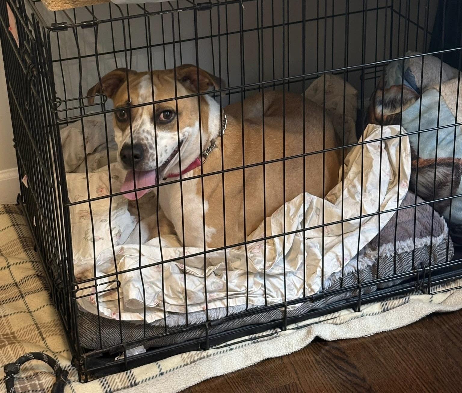 Gemma, a Adoptable Mixed Breed in Jackson , NJ image 3/3