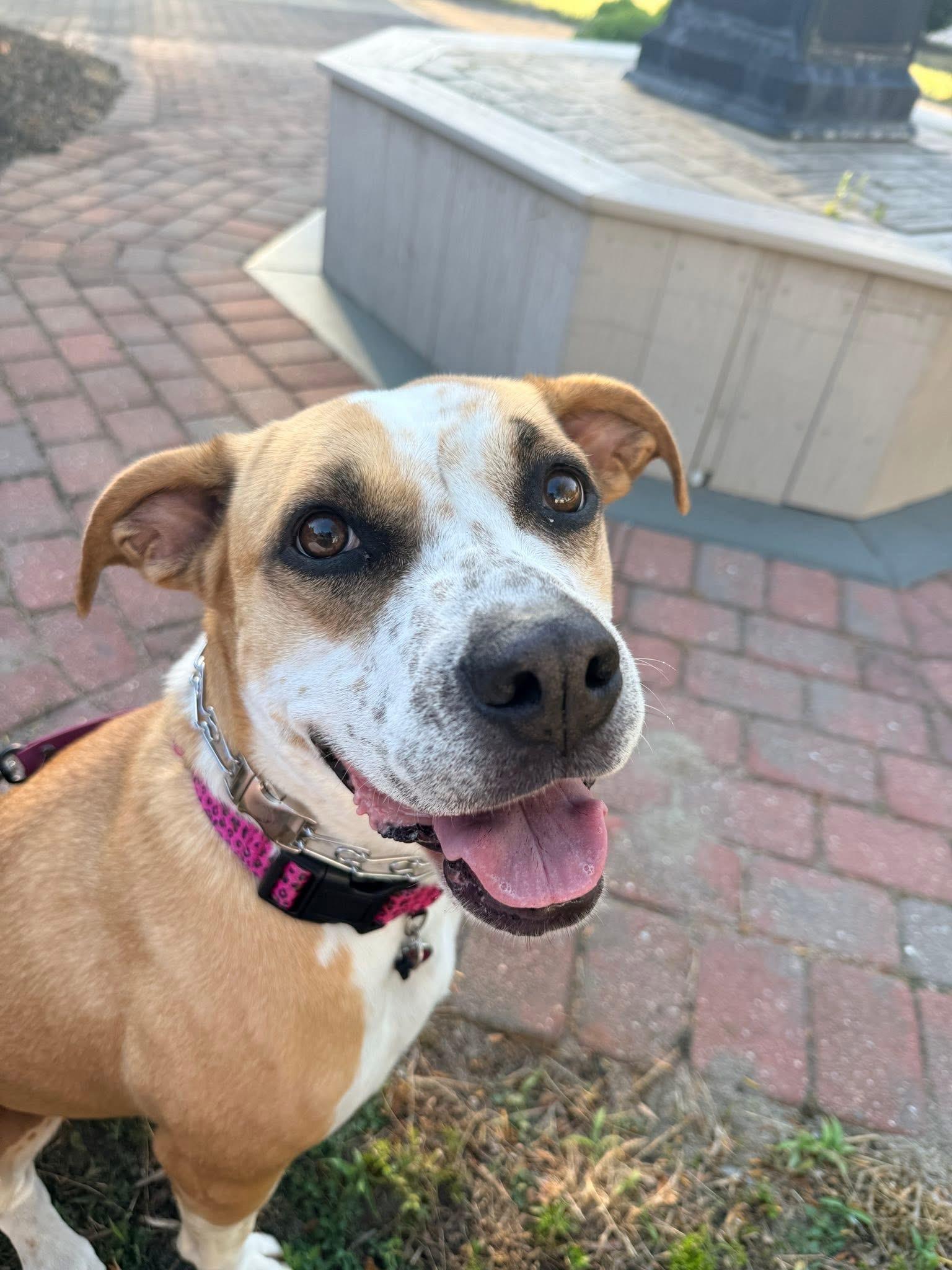 Enlarge Gemma, a Adoptable Mixed Breed in Jackson , NJ image 2/6
