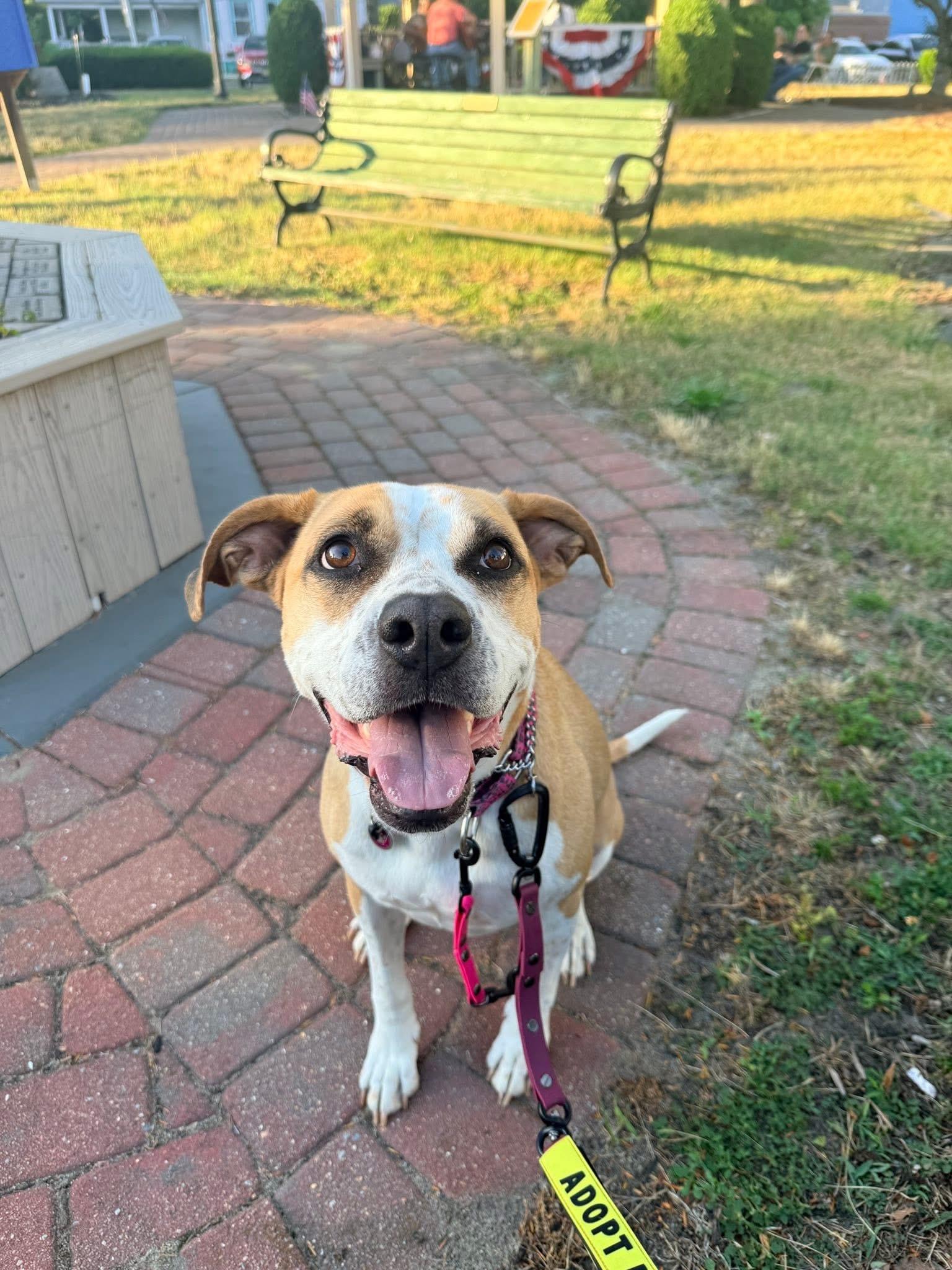 Enlarge Gemma, a Adoptable Mixed Breed in Jackson , NJ image 3/6